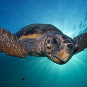 Full Day Tour In Kuta & Legian - Image 5