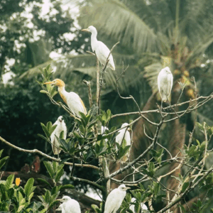 Full Day Tour In Ubud (B) - Image 6