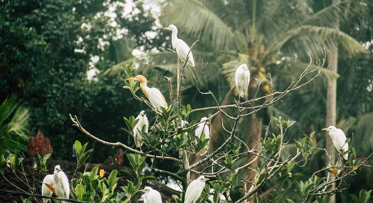 BIRD VILLAGE OF PETULU