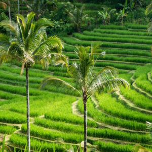 Full Day Tour In Tabanan - Image 3