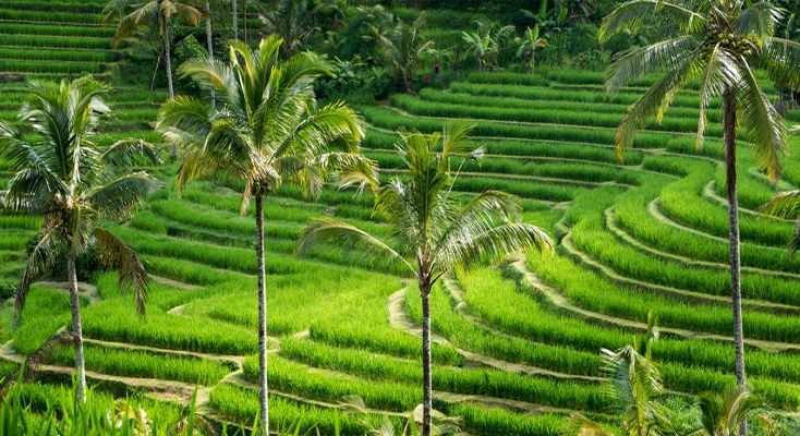 JATILUWIH RICE TERRACE2