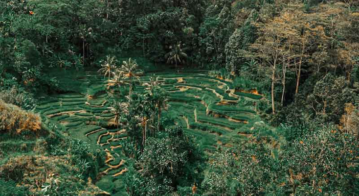 MUNDUK-RICE-TERRACE