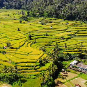 Full Day Tour In Buleleng (B) - Image 6