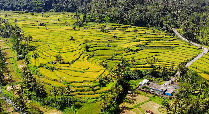 MUNDUK-RICE-TERRACE2