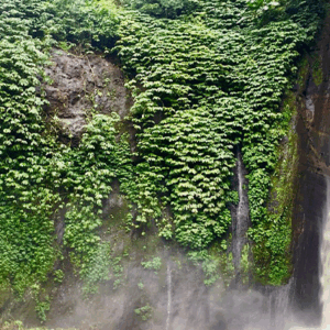 Full Day Tour in Bedugul (B) - Image 7