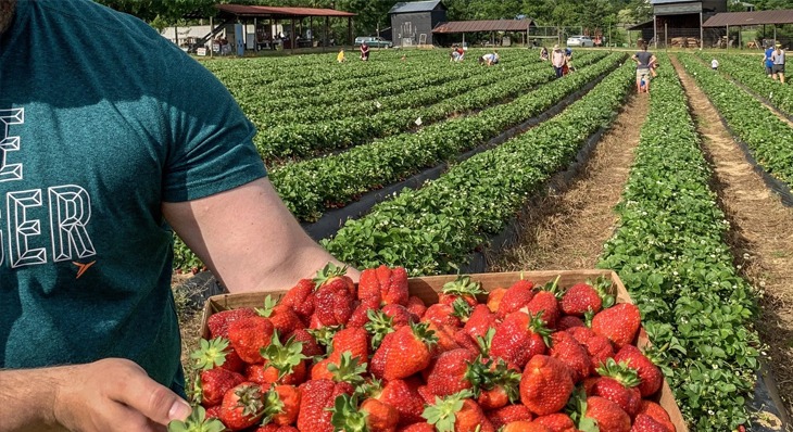 Strawberry-Farm