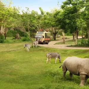 Bali Safari - Image 2